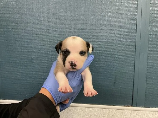 A baby large-sized male Pit Bull Terrier dog named Arnold for adoption in Victorville, CA