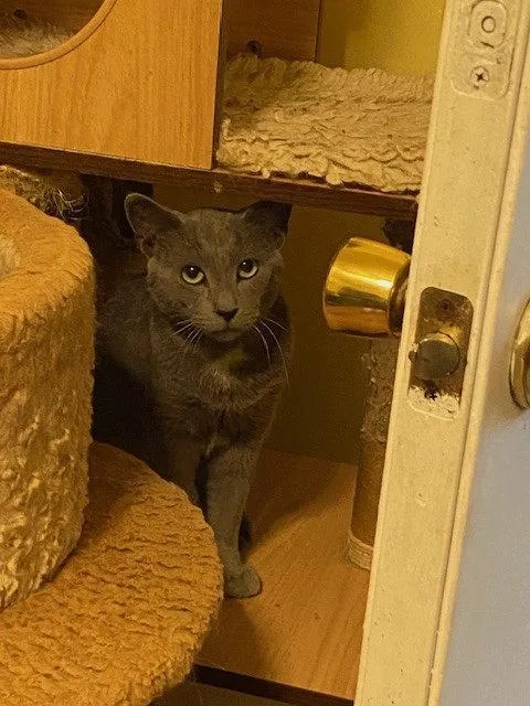 An adult medium-sized male Gray / Blue / Silver Domestic Short Hair cat named Atlantis for adoption in Escondido, CA