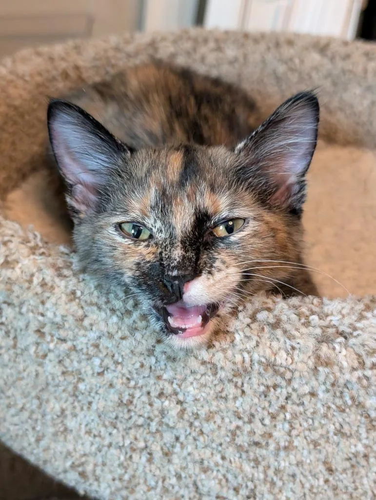 Zelda