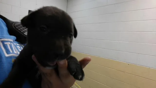 A baby small-sized male Labrador Retriever dog named Sabith for adoption in Tulsa, OK