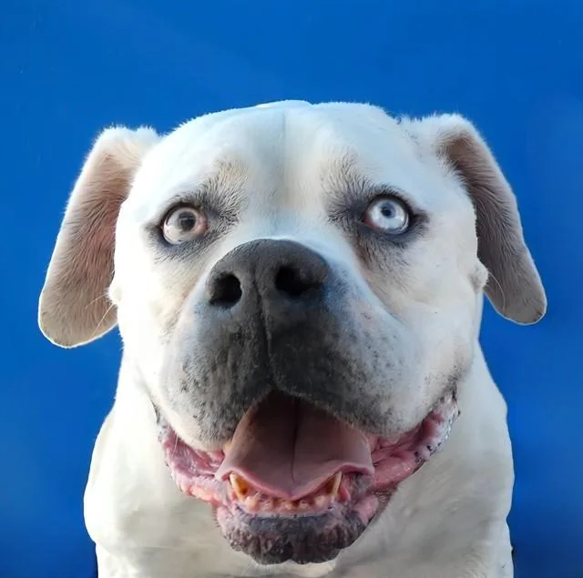 A senior medium-sized female American Bulldog dog named Zoe for adoption in Baldwin Park, CA
