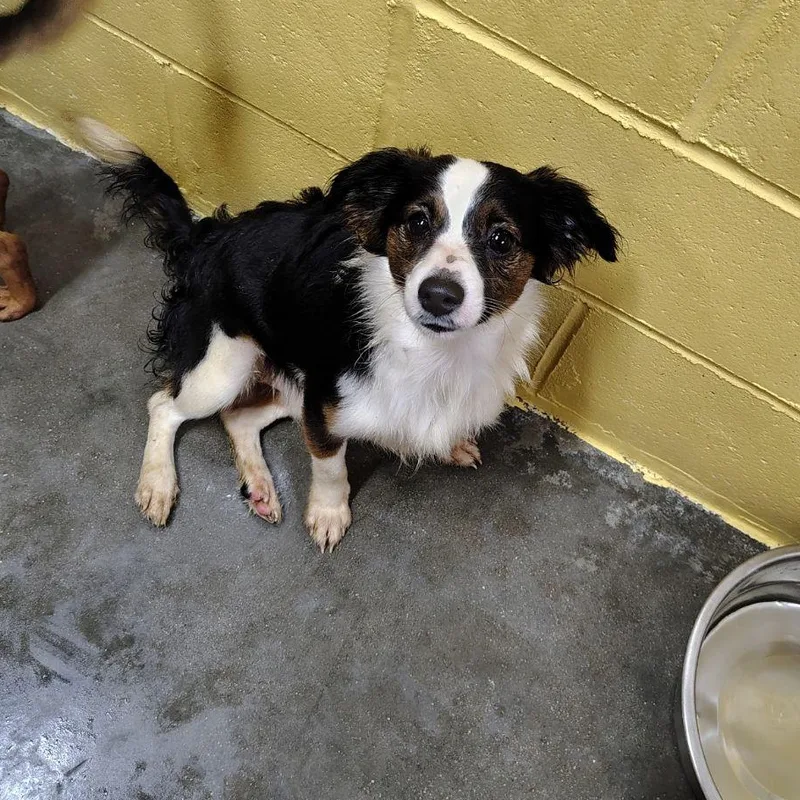 A young small-sized male Tricolor (Brown, Black, & White) Miniature Pinscher dog named Moose for adoption in Wahpeton, ND