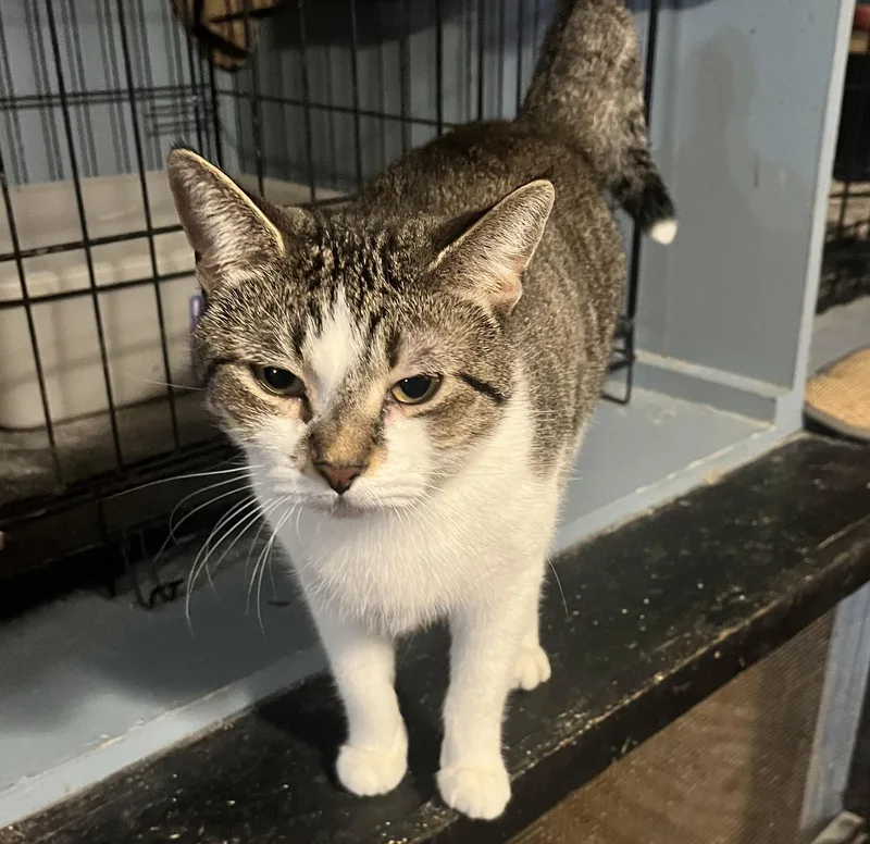 A young medium-sized female Tabby (Gray / Blue / Silver) Tabby cat named Scarlett for adoption in East Hartford , CT