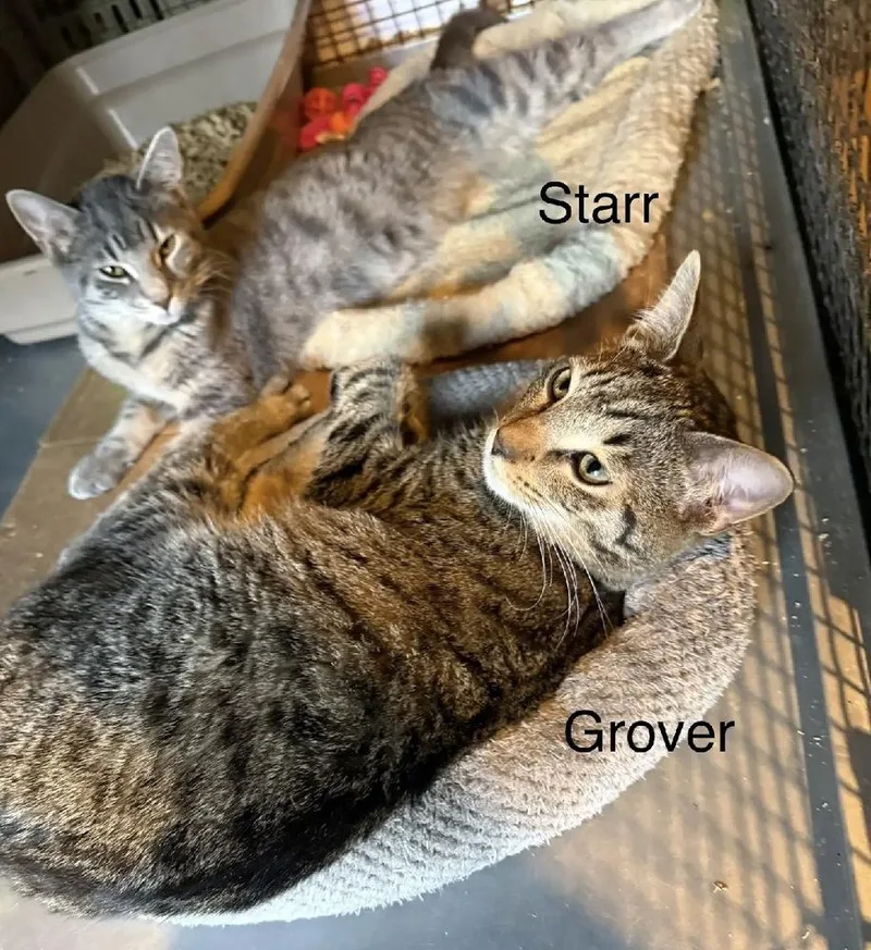 A baby small-sized female Gray / Blue / Silver Domestic Medium Hair cat named Starr for adoption in Safety Harbor, FL