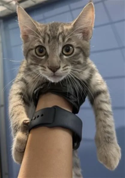 A baby small-sized male Domestic Short Hair cat named Astro for adoption in San Bernardino, CA