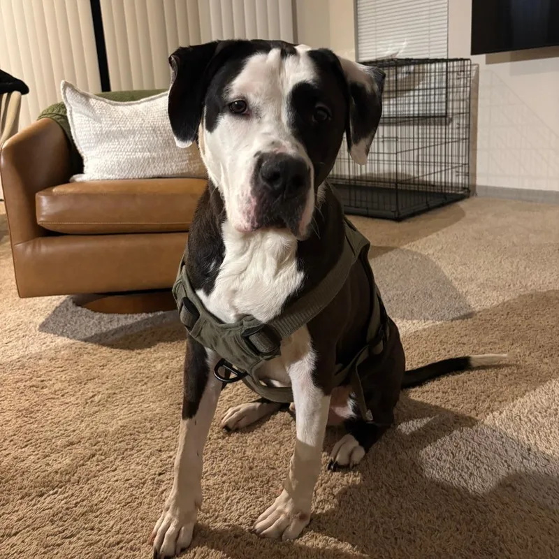 An adult large-sized male Black American Bulldog dog named Dunkin for adoption in Ocala, FL