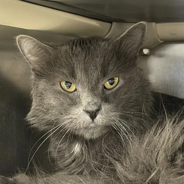 An adult medium-sized female Domestic Short Hair cat named Starfish for adoption in Las Vegas, NV