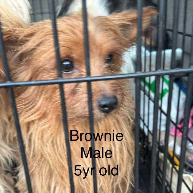 An adult small-sized male Brown / Chocolate Mixed Breed dog named Brownie for adoption in West Plains, MO