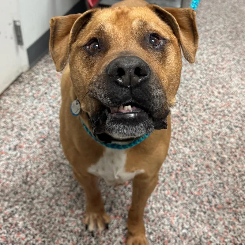 A senior large-sized male Yellow / Tan / Blond / Fawn Mixed Breed dog named Bru for adoption in Salt Lake City, UT