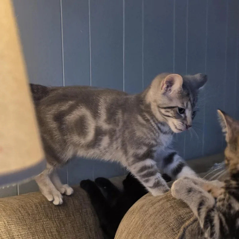 A baby small-sized female Gray / Blue / Silver Domestic Short Hair cat named Dumpling for adoption in Shelbyville, IN