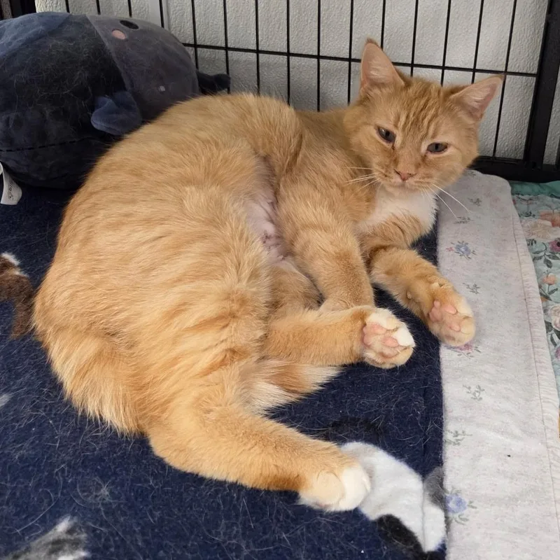 An adult medium-sized female Tabby (Orange / Red) Domestic Short Hair cat named Goldie for adoption in Grosse Ile, MI