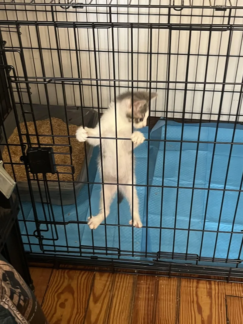 A baby small-sized male Domestic Short Hair cat named Bubbles for adoption in Weehawken, NJ