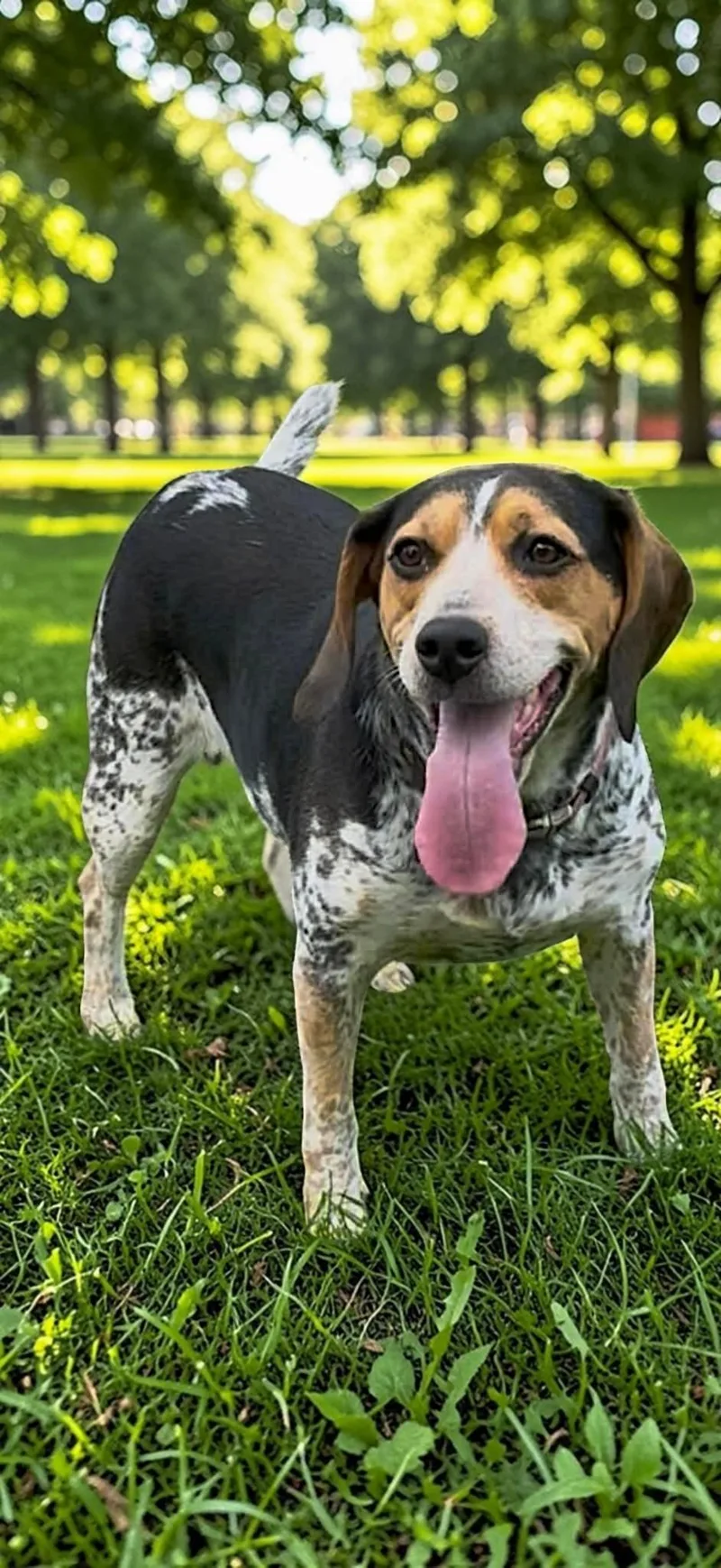 An adult medium-sized female Tricolor (Brown, Black, & White) Beagle dog named Lucy for adoption in Memphis, TN