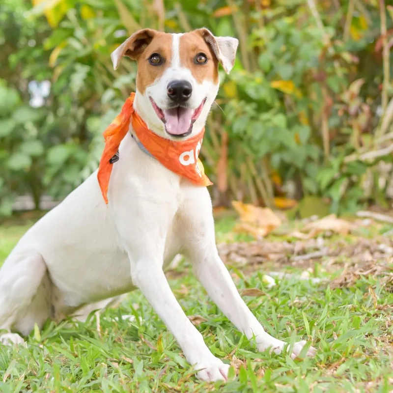 An adult medium-sized female White / Cream Mixed Breed dog named Sunny for adoption in Kailua Kona, HI