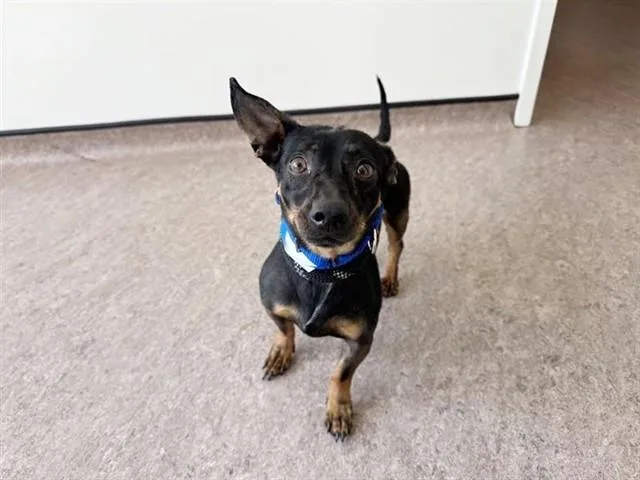 An adult small-sized male Terrier dog named Nile for adoption in Saint Louis, MO