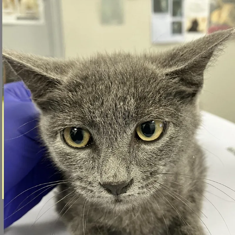A baby small-sized female Domestic Short Hair cat named 111844 for adoption in Las Cruces, NM