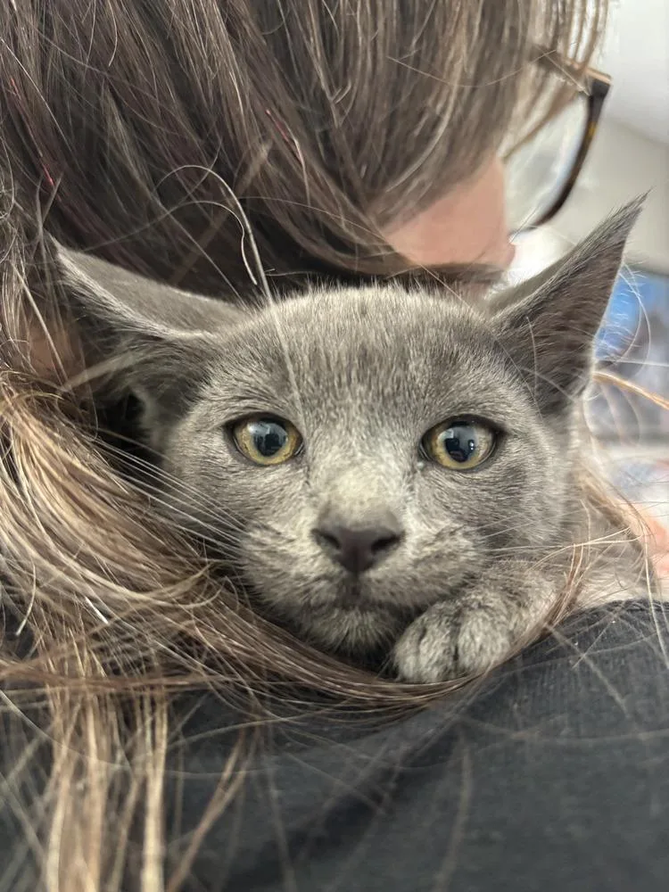 A baby medium-sized female Gray / Blue / Silver Domestic Short Hair cat named Haley for adoption in Salinas, CA