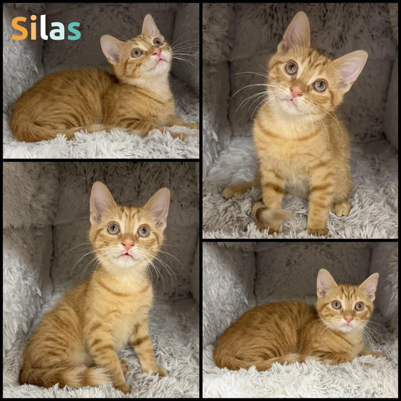 A baby small-sized male Tabby (Orange / Red) Domestic Short Hair cat named Silas for adoption in Louisville, KY