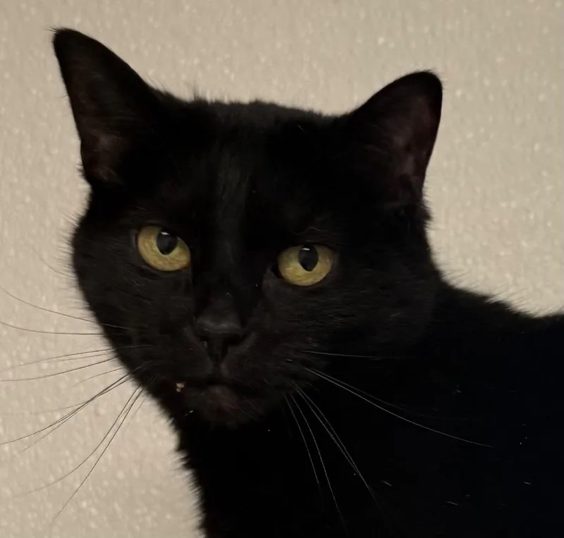 An adult medium-sized female Domestic Short Hair cat named Cloe for adoption in Saginaw, MI