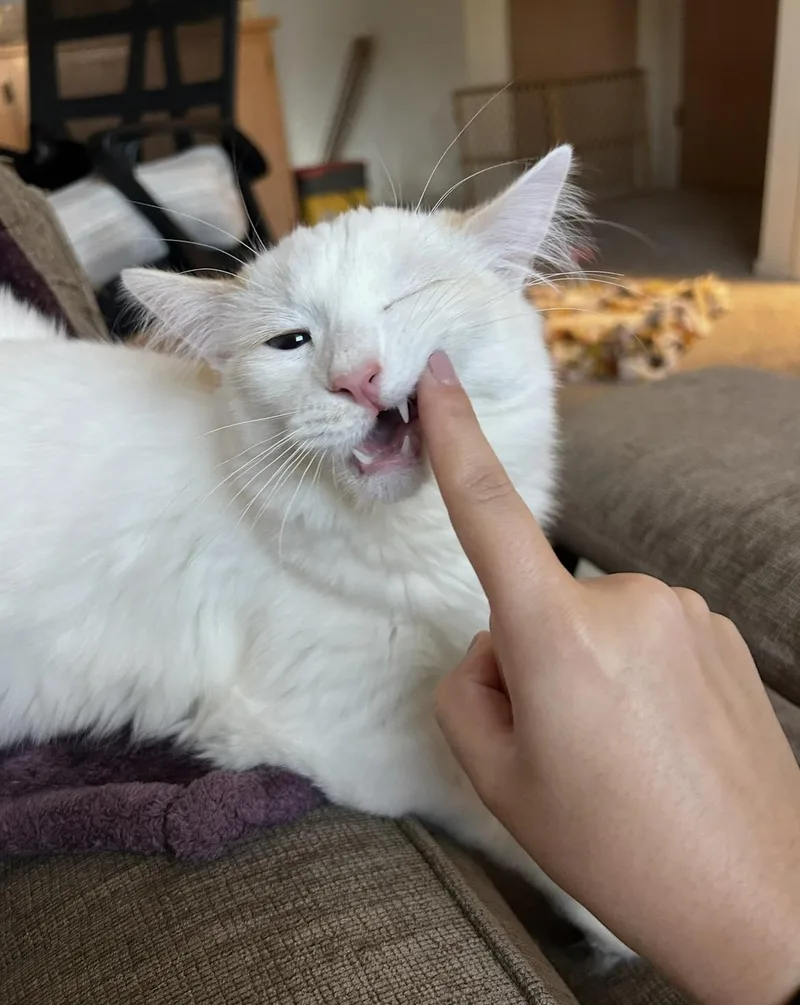 A baby medium-sized female Domestic Long Hair cat named Miffy for adoption in Davis, CA