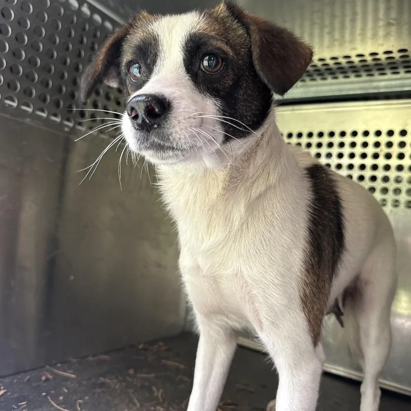An adult small-sized female White / Cream Terrier dog named Tiny Dancer for adoption in Parrish, AL