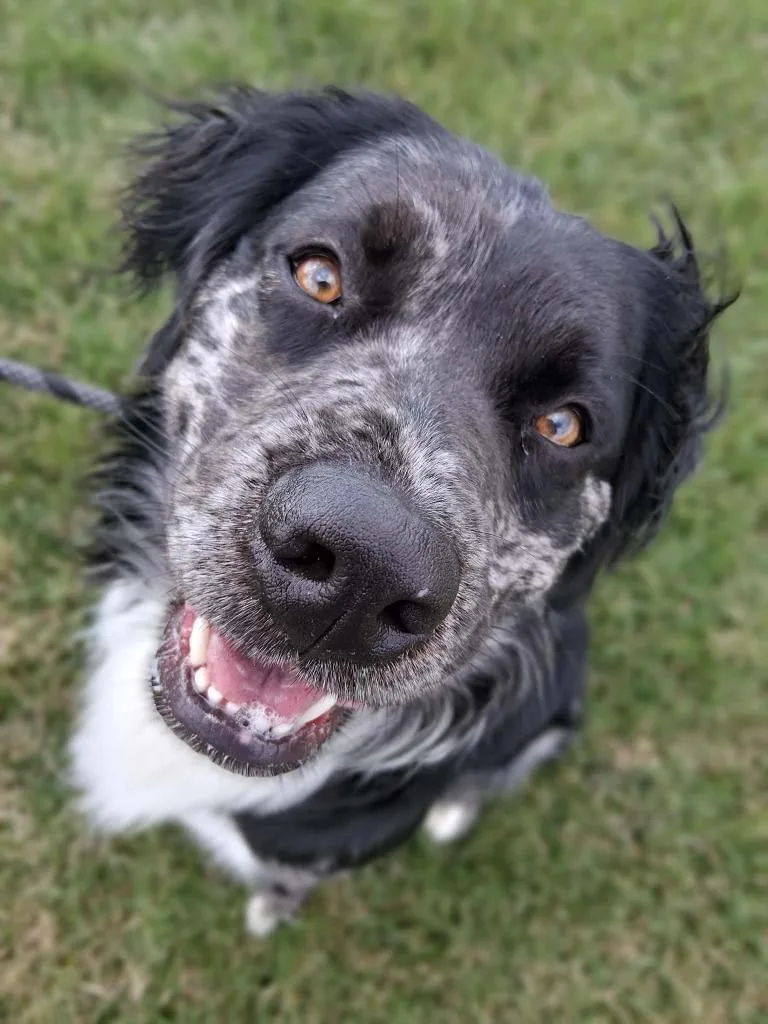 A young large-sized female Australian Shepherd dog named Luna for adoption in Fremont, OH