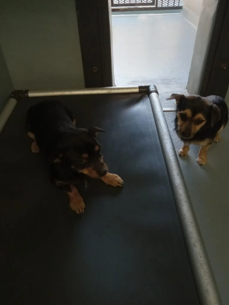 A baby small-sized male Mixed Breed dog named Gremlin for adoption in Cartersville , GA