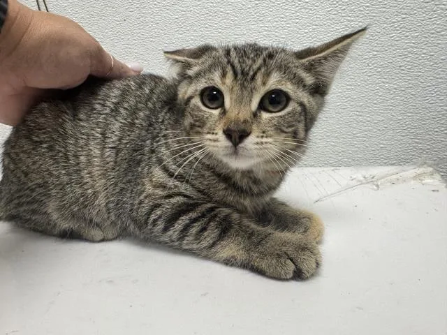 A baby medium-sized female Domestic Short Hair cat named Basil for adoption in Los Angeles, CA