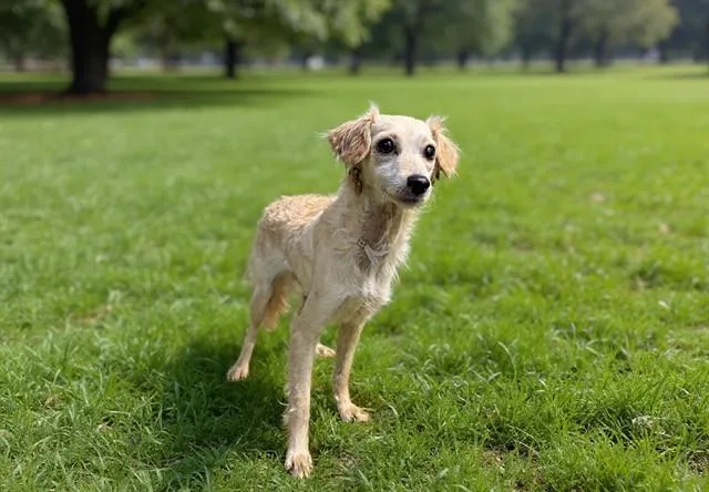 A young small-sized female Chihuahua dog named Custard for adoption in Castaic, CA