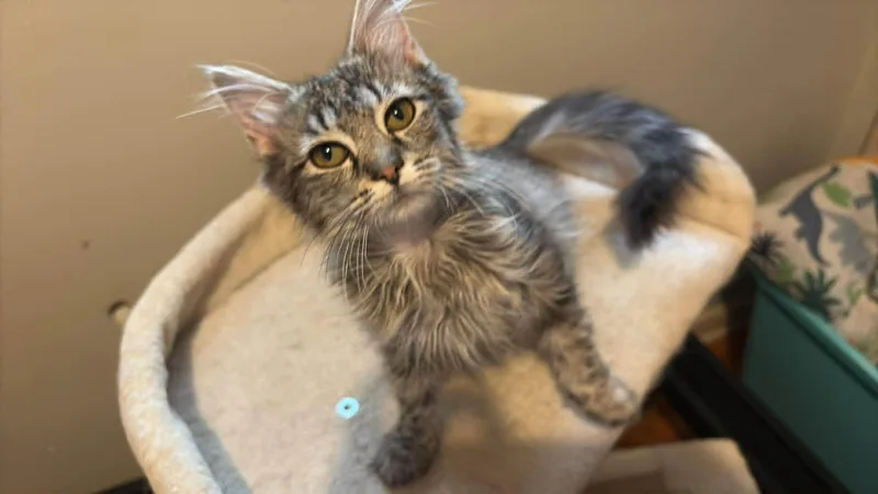 A baby medium-sized female Maine Coon cat named Nala for adoption in Somerset, KY