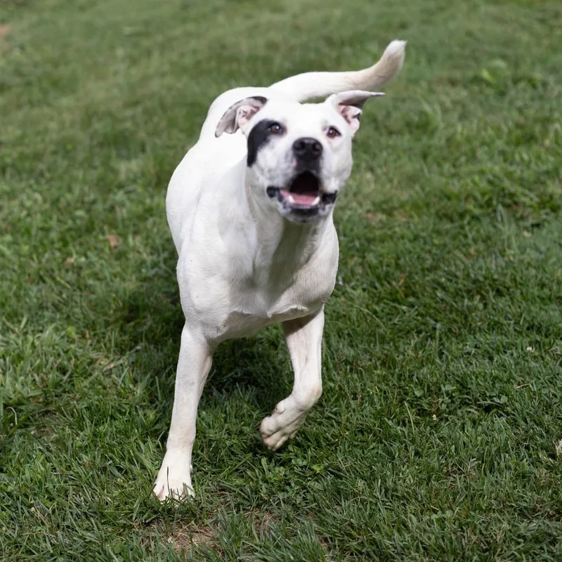An adult medium-sized male White / Cream Pit Bull Terrier dog named Teddy for adoption in Talbott, TN