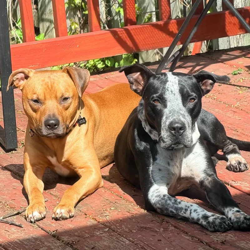 Dunkin And Gunner thumbnail 2