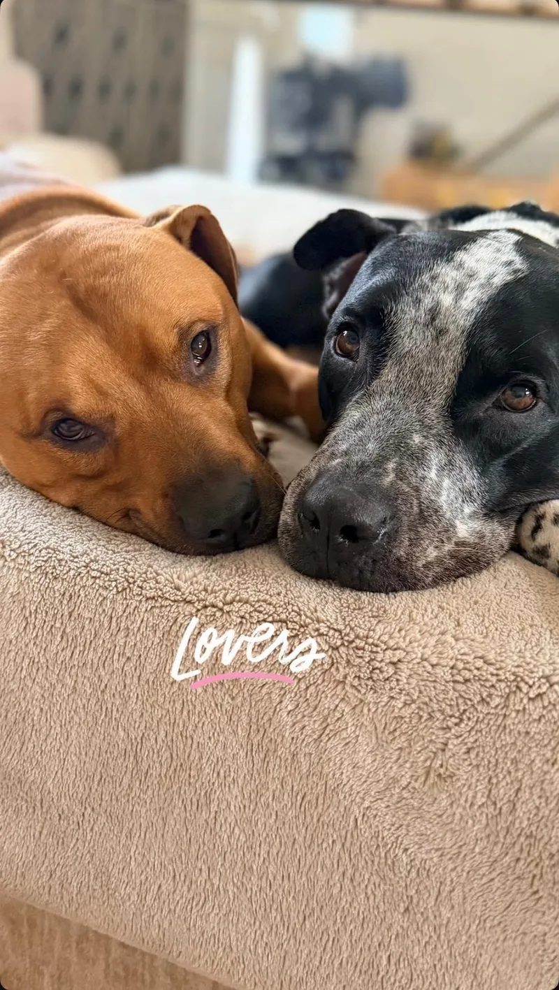 Dunkin And Gunner thumbnail 3