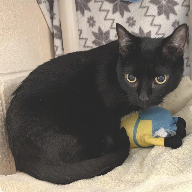 An adult small-sized female Black Domestic Short Hair cat named Shadow Weaver for adoption in Springfield, MA