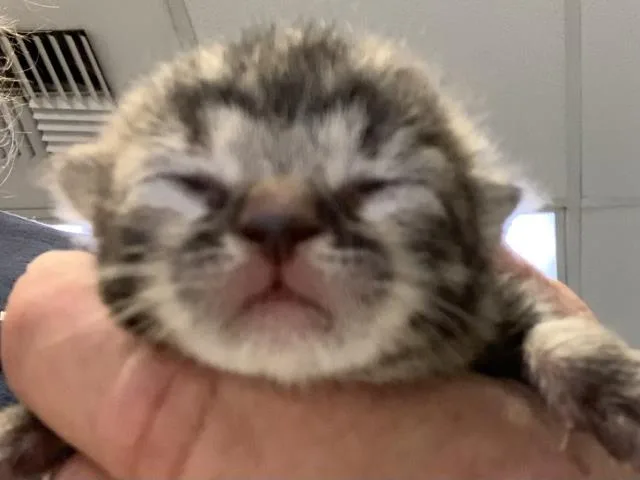 Bean