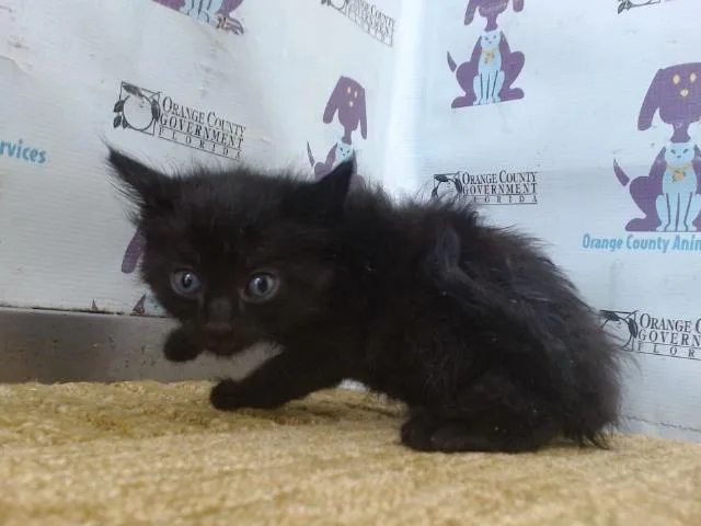 A baby small-sized male Domestic Short Hair cat named Salem for adoption in Orlando, FL