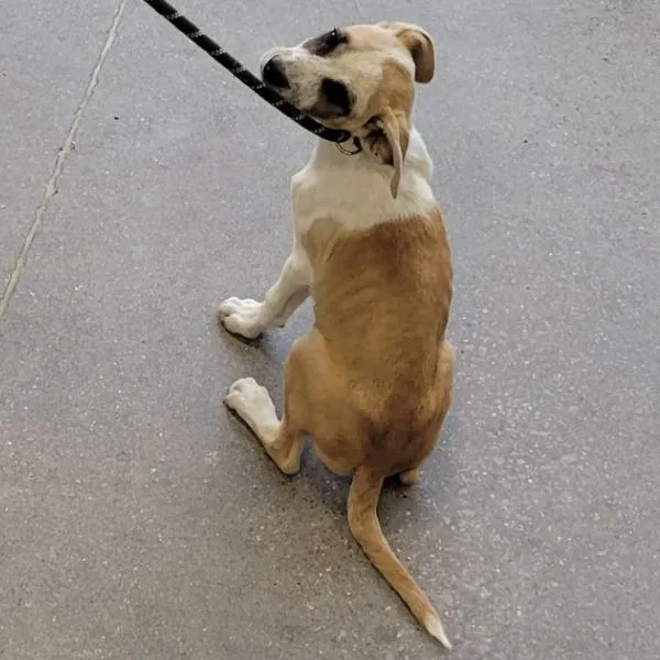 A baby small-sized female White / Cream Mixed Breed dog named Pepsi for adoption in Las Cruces, NM