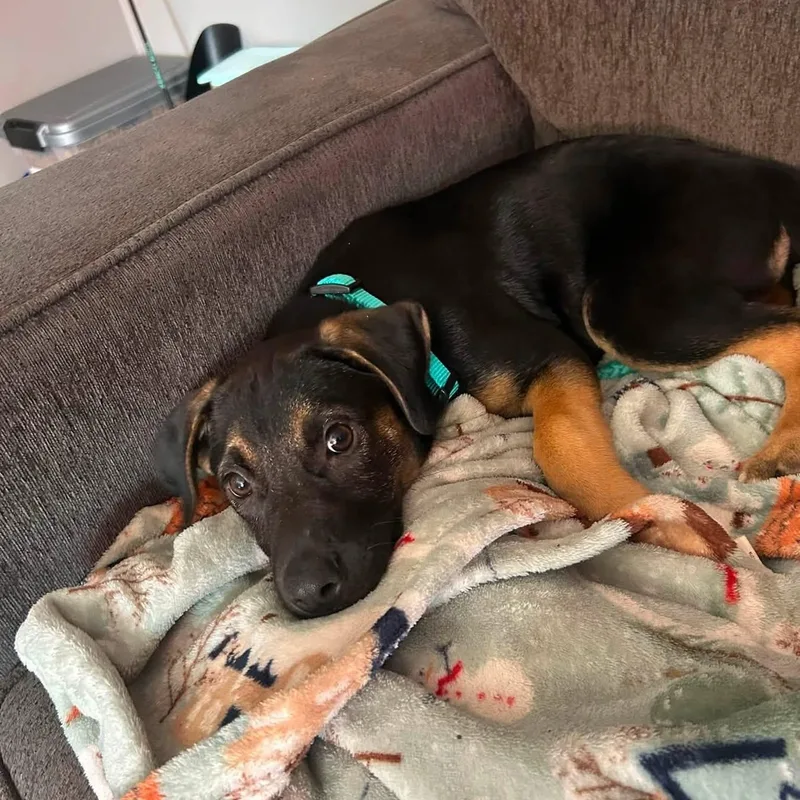 A baby large-sized female German Shepherd Dog dog named Stella for adoption in Collingswood, NJ