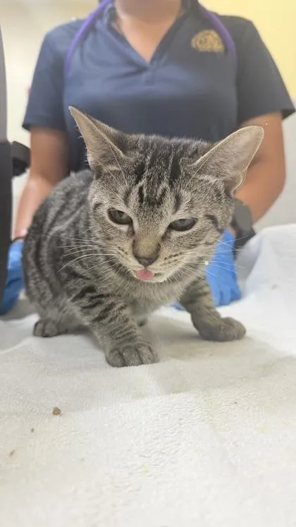 A baby medium-sized male Domestic Short Hair cat named Tom for adoption in Honolulu, HI