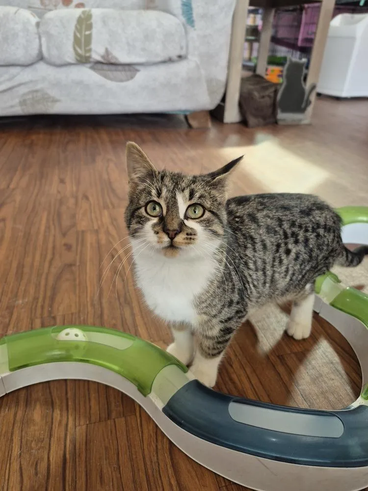 A baby medium-sized female Domestic Short Hair cat named Flower Child for adoption in Wild Rose, WI