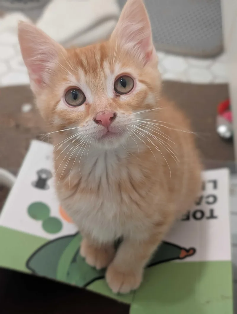 A baby medium-sized female Tabby (Orange / Red) Domestic Short Hair cat named Bix and Cornelius for adoption in Seattle, WA