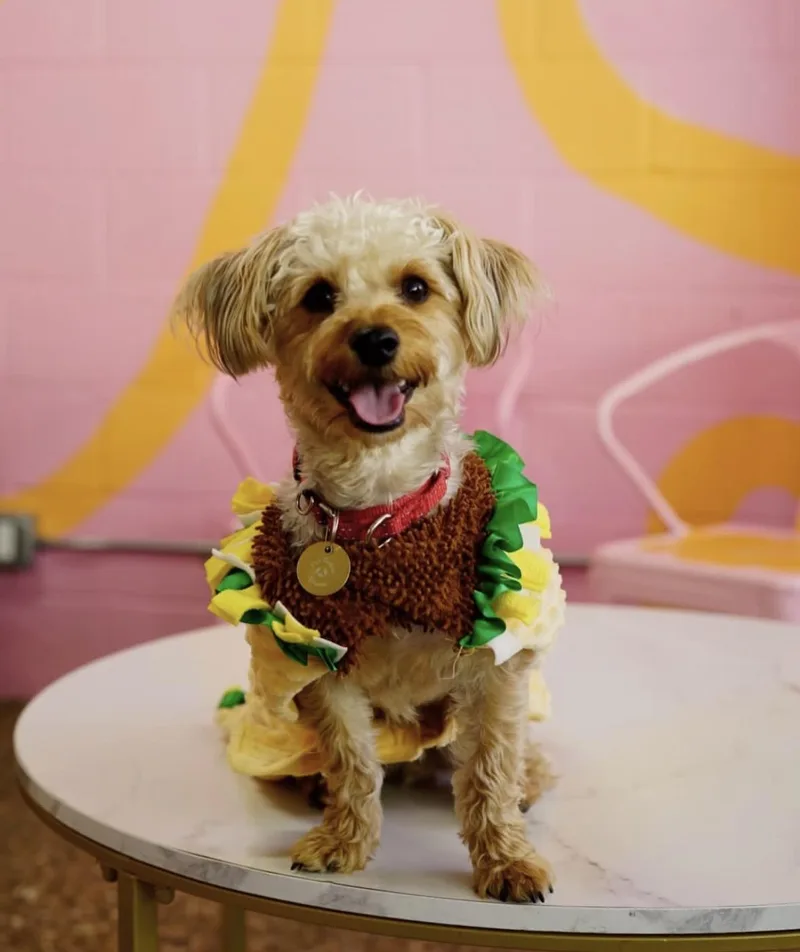 A young small-sized male Yorkshire Terrier dog named Taco for adoption in Pasadena, CA