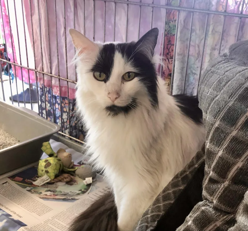 A senior medium-sized male Black & White / Tuxedo Domestic Long Hair cat named Goosey for adoption in Parma, OH