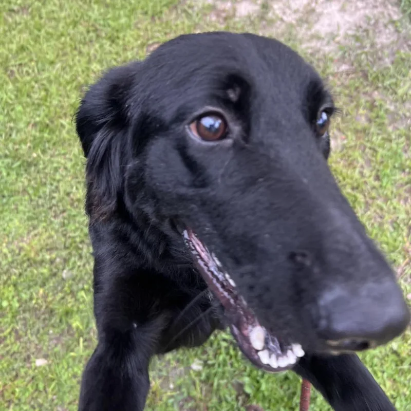A young medium-sized male Black Mixed Breed dog named Boba for adoption in Naples, FL