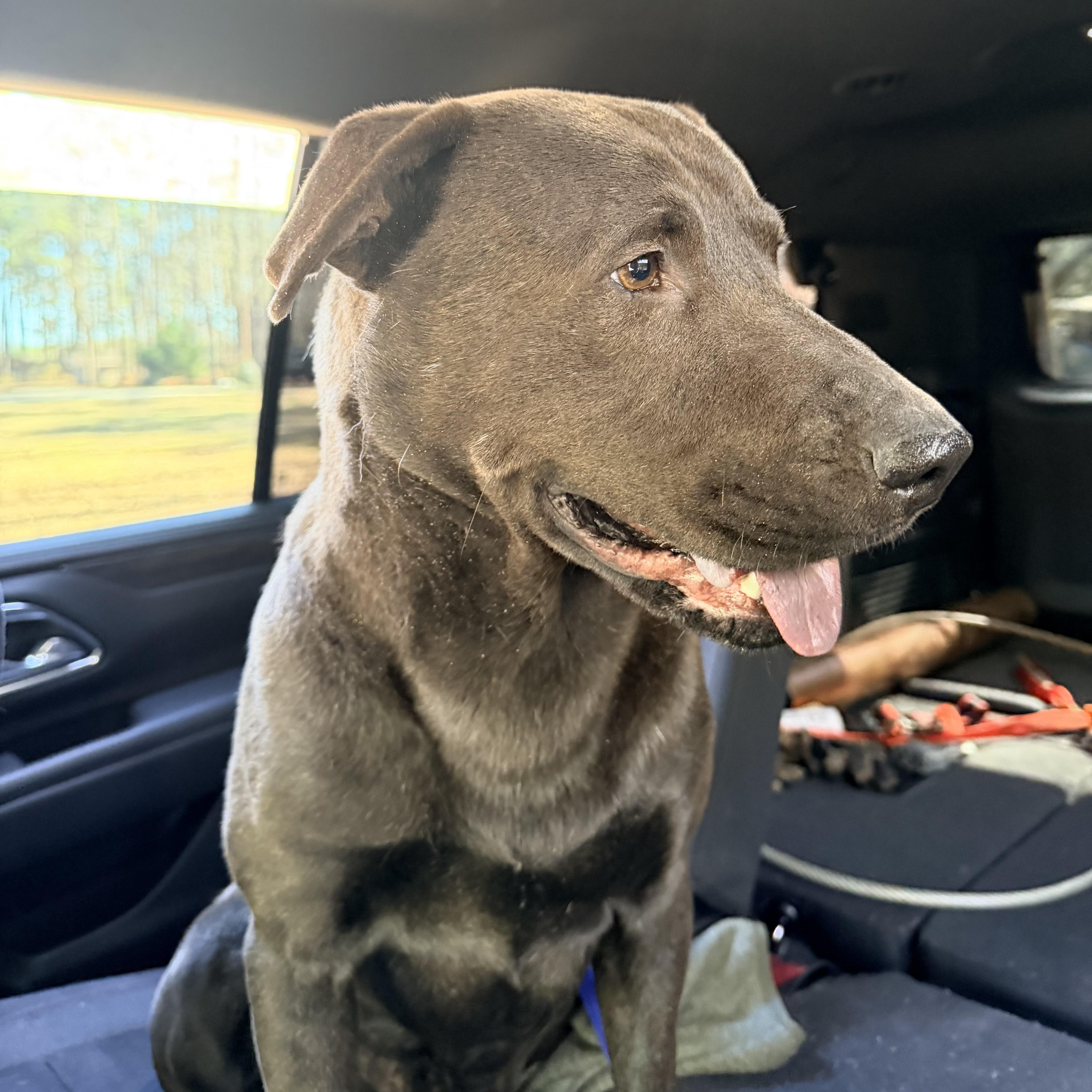 An adult large-sized male Brown / Chocolate Labrador Retriever dog named Choco for adoption in Columbia, SC