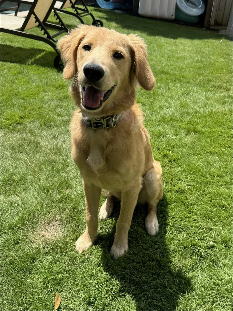 A young medium-sized male Golden Retriever dog named Juno Griffin for adoption in Alpharetta, GA