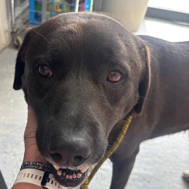 An adult medium-sized male Sable Chocolate Labrador Retriever dog named Herbie The Love Bug for adoption in Blairsville, GA