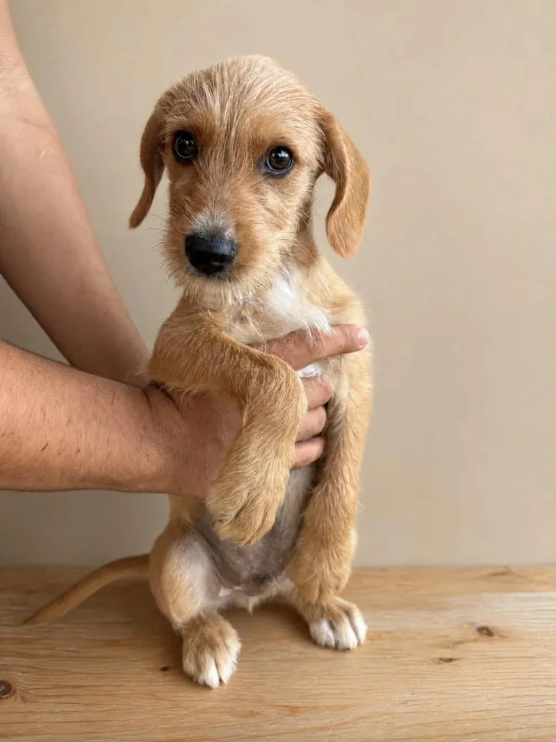 A baby small-sized male Terrier dog named Carmelito for adoption in Allen, TX