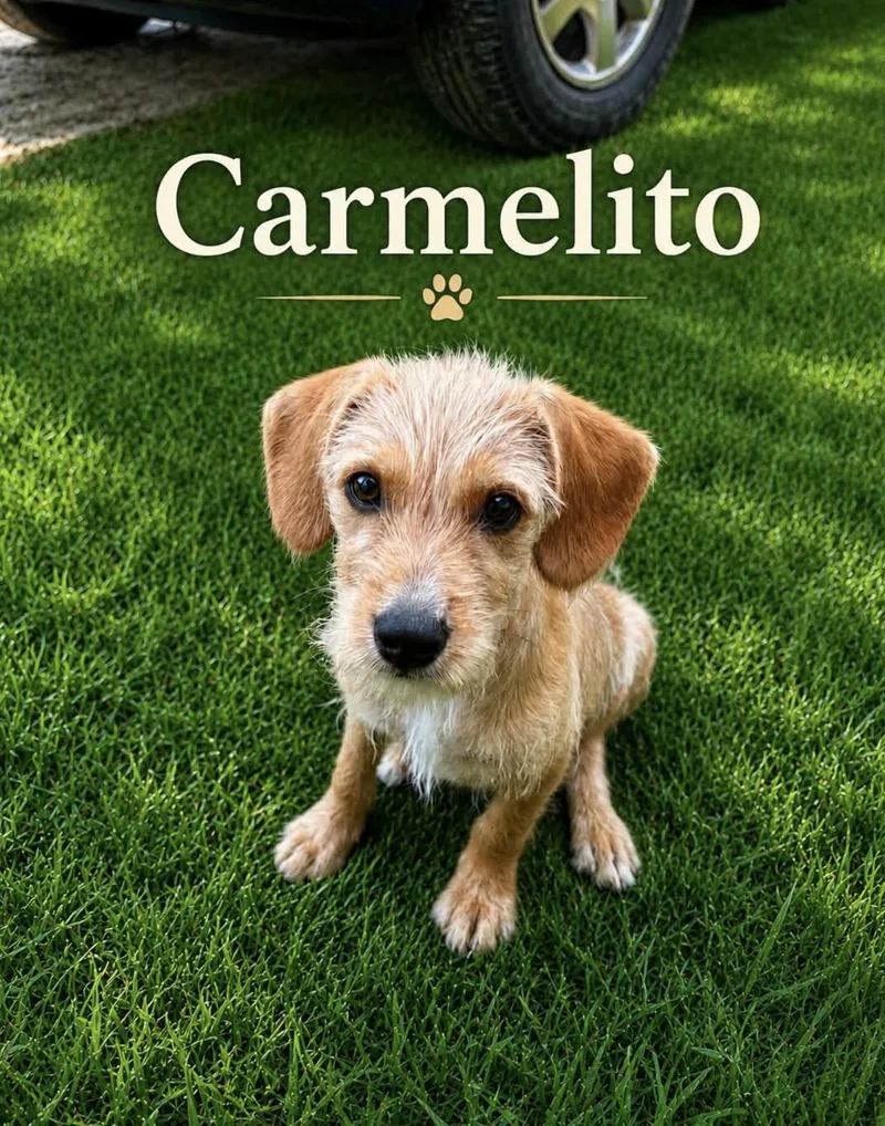 Carmelito thumbnail 3