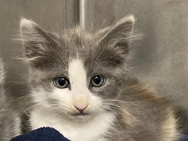 A baby small-sized female Domestic Medium Hair cat named Lilith for adoption in Tustin, CA